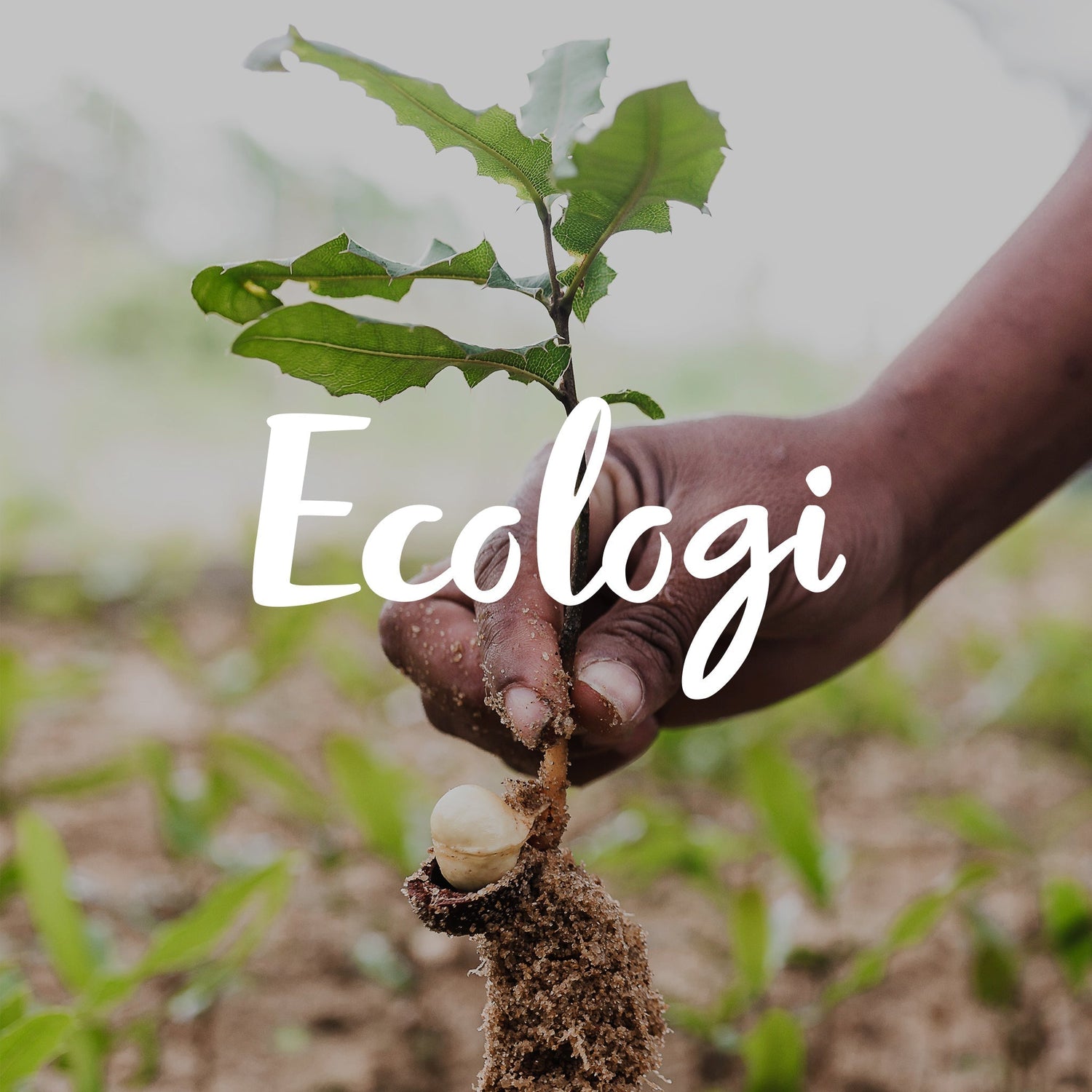Rachel Ellen Designs Trade and Ecologi: Planting Trees for a Greener Future! 🌍🌳